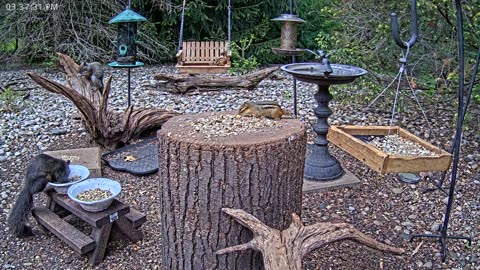 LIVE 24/7 Indiana Birds, Squirrels and Wildlife Feeder Cam