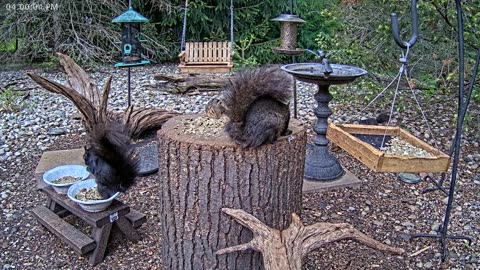 LIVE 24/7 Indiana Birds, Squirrels and Wildlife Feeder Cam