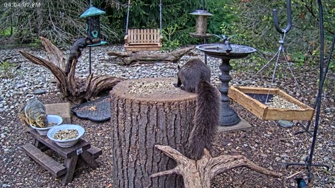LIVE 24/7 Indiana Birds, Squirrels and Wildlife Feeder Cam