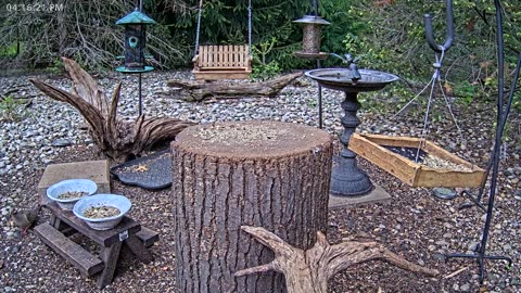 LIVE 24/7 Indiana Birds, Squirrels and Wildlife Feeder Cam