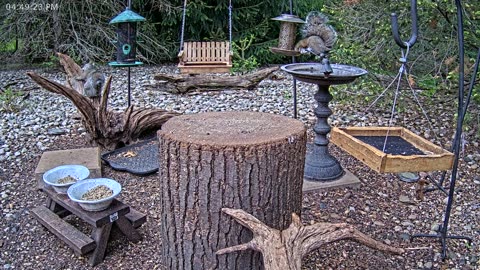 LIVE 24/7 Indiana Birds, Squirrels and Wildlife Feeder Cam