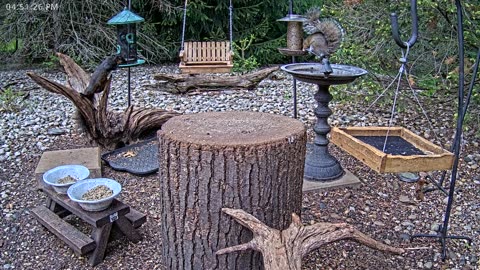 LIVE 24/7 Indiana Birds, Squirrels and Wildlife Feeder Cam
