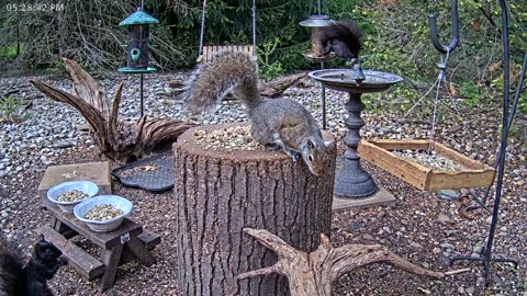 LIVE 24/7 Indiana Birds, Squirrels and Wildlife Feeder Cam
