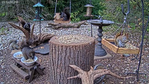 LIVE 24/7 Indiana Birds, Squirrels and Wildlife Feeder Cam