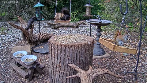 LIVE 24/7 Indiana Birds, Squirrels and Wildlife Feeder Cam
