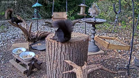 LIVE 24/7 Indiana Birds, Squirrels and Wildlife Feeder Cam