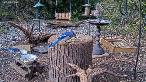 LIVE 24/7 Indiana Birds, Squirrels and Wildlife Feeder Cam