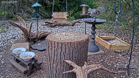 LIVE 24/7 Indiana Birds, Squirrels and Wildlife Feeder Cam