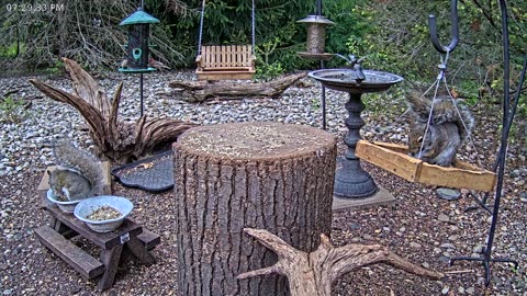 LIVE 24/7 Indiana Birds, Squirrels and Wildlife Feeder Cam