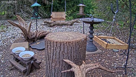 LIVE 24/7 Indiana Birds, Squirrels and Wildlife Feeder Cam
