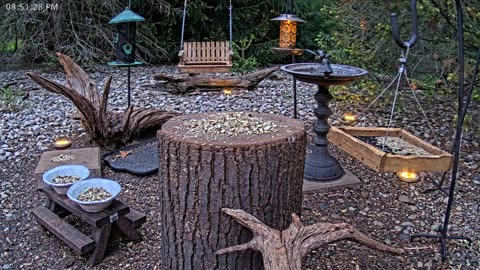 LIVE 24/7 Indiana Birds, Squirrels and Wildlife Feeder Cam