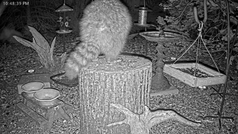 LIVE 24/7 Indiana Birds, Squirrels and Wildlife Feeder Cam
