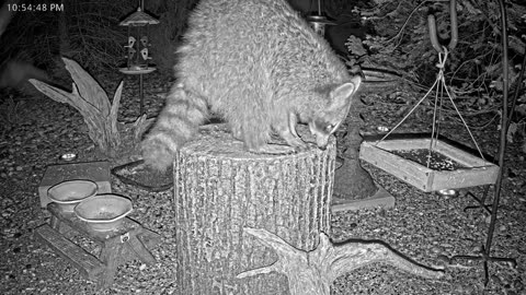 LIVE 24/7 Indiana Birds, Squirrels and Wildlife Feeder Cam