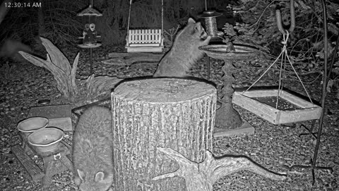 LIVE 24/7 Indiana Birds, Squirrels and Wildlife Feeder Cam
