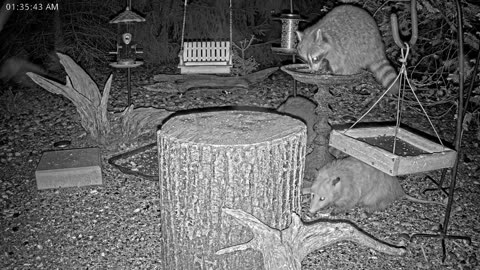 LIVE 24/7 Indiana Birds, Squirrels and Wildlife Feeder Cam
