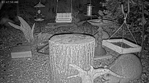 LIVE 24/7 Indiana Birds, Squirrels and Wildlife Feeder Cam