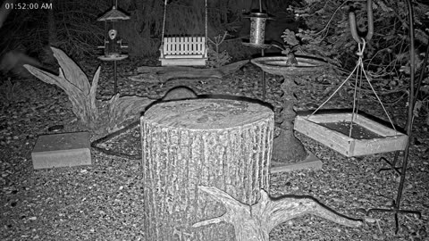 LIVE 24/7 Indiana Birds, Squirrels and Wildlife Feeder Cam