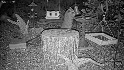 LIVE 24/7 Indiana Birds, Squirrels and Wildlife Feeder Cam