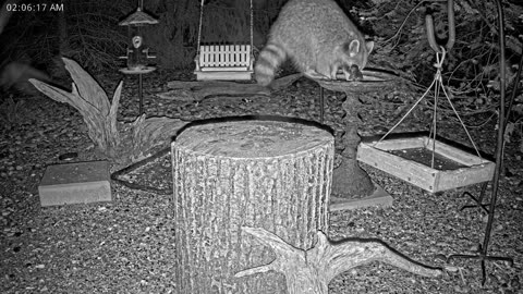 LIVE 24/7 Indiana Birds, Squirrels and Wildlife Feeder Cam