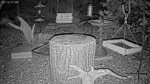 LIVE 24/7 Indiana Birds, Squirrels and Wildlife Feeder Cam