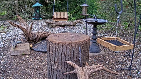 LIVE 24/7 Indiana Birds, Squirrels and Wildlife Feeder Cam