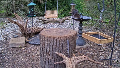 LIVE 24/7 Indiana Birds, Squirrels and Wildlife Feeder Cam