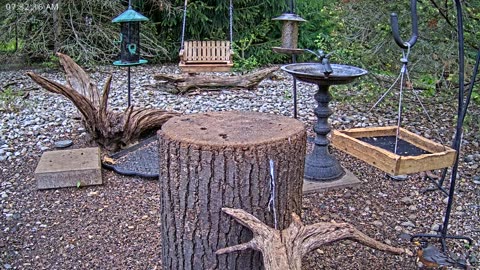 LIVE 24/7 Indiana Birds, Squirrels and Wildlife Feeder Cam
