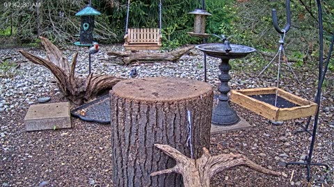 LIVE 24/7 Indiana Birds, Squirrels and Wildlife Feeder Cam