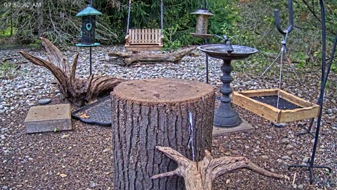 LIVE 24/7 Indiana Birds, Squirrels and Wildlife Feeder Cam