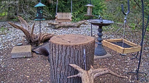 LIVE 24/7 Indiana Birds, Squirrels and Wildlife Feeder Cam