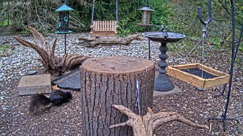 LIVE 24/7 Indiana Birds, Squirrels and Wildlife Feeder Cam