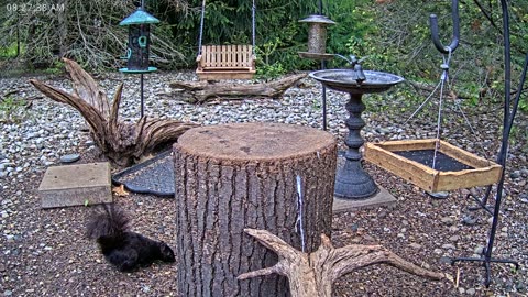 LIVE 24/7 Indiana Birds, Squirrels and Wildlife Feeder Cam