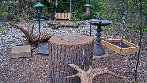LIVE 24/7 Indiana Birds, Squirrels and Wildlife Feeder Cam