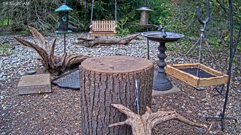 LIVE 24/7 Indiana Birds, Squirrels and Wildlife Feeder Cam
