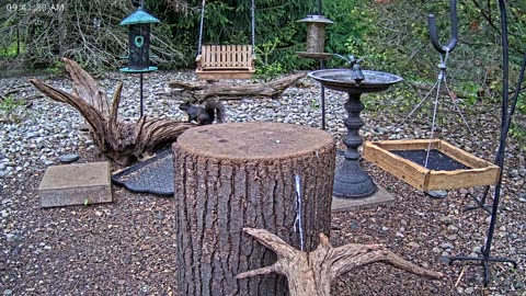 LIVE 24/7 Indiana Birds, Squirrels and Wildlife Feeder Cam