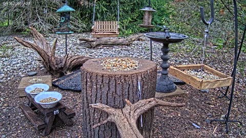 LIVE 24/7 Indiana Birds, Squirrels and Wildlife Feeder Cam