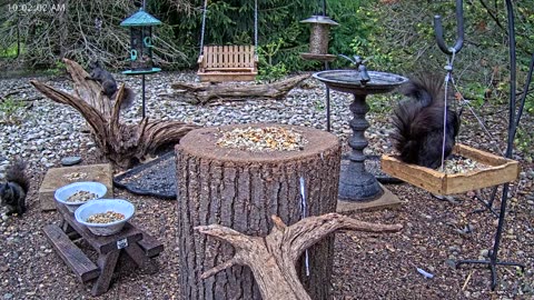LIVE 24/7 Indiana Birds, Squirrels and Wildlife Feeder Cam