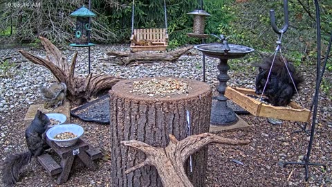 LIVE 24/7 Indiana Birds, Squirrels and Wildlife Feeder Cam