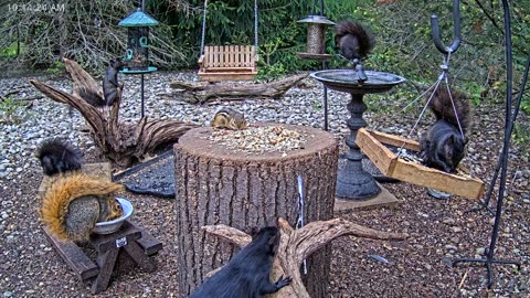 LIVE 24/7 Indiana Birds, Squirrels and Wildlife Feeder Cam