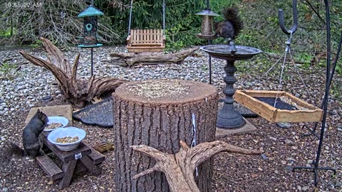 LIVE 24/7 Indiana Birds, Squirrels and Wildlife Feeder Cam