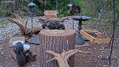 LIVE 24/7 Indiana Birds, Squirrels and Wildlife Feeder Cam