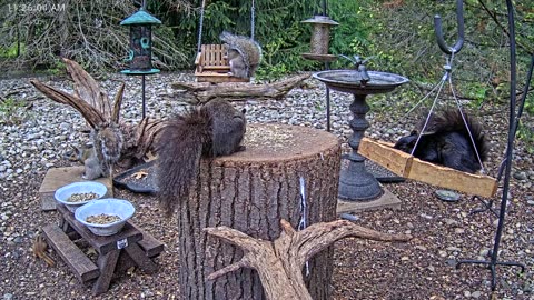 LIVE 24/7 Indiana Birds, Squirrels and Wildlife Feeder Cam