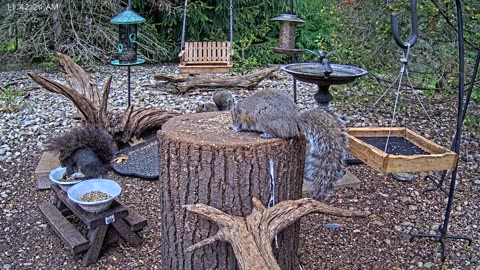 LIVE 24/7 Indiana Birds, Squirrels and Wildlife Feeder Cam