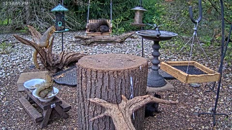 LIVE 24/7 Indiana Birds, Squirrels and Wildlife Feeder Cam