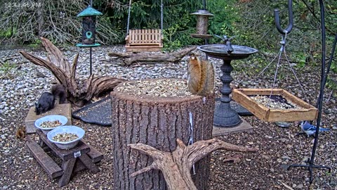 LIVE 24/7 Indiana Birds, Squirrels and Wildlife Feeder Cam