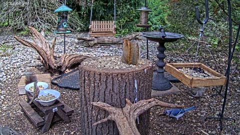 LIVE 24/7 Indiana Birds, Squirrels and Wildlife Feeder Cam