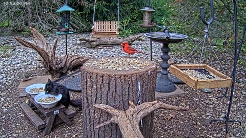 LIVE 24/7 Indiana Birds, Squirrels and Wildlife Feeder Cam