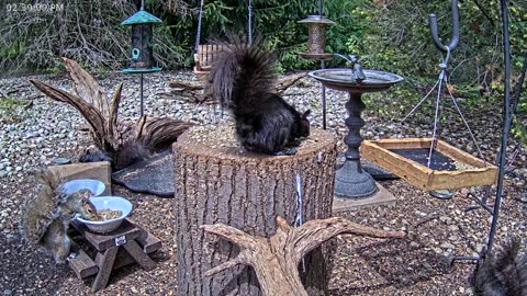 LIVE 24/7 Indiana Birds, Squirrels and Wildlife Feeder Cam