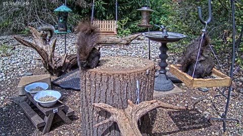 LIVE 24/7 Indiana Birds, Squirrels and Wildlife Feeder Cam
