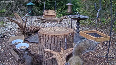 LIVE 24/7 Indiana Birds, Squirrels and Wildlife Feeder Cam